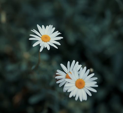 คลังภาพถ่ายฟรี ของ กลีบดอก, ดอกคาโมไมล์, ดอกไม้