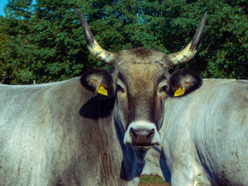 Istrian Cattle with Ear Tags