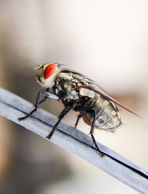 Fly on Leaf