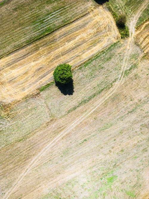 Foto d'estoc gratuïta de agricultura, arbre, camí de carro