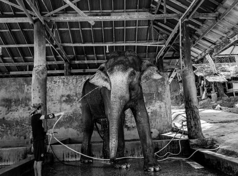 Black and white photo of a man washing an elephant in a zoo shelter in Bangkok, Thailand.