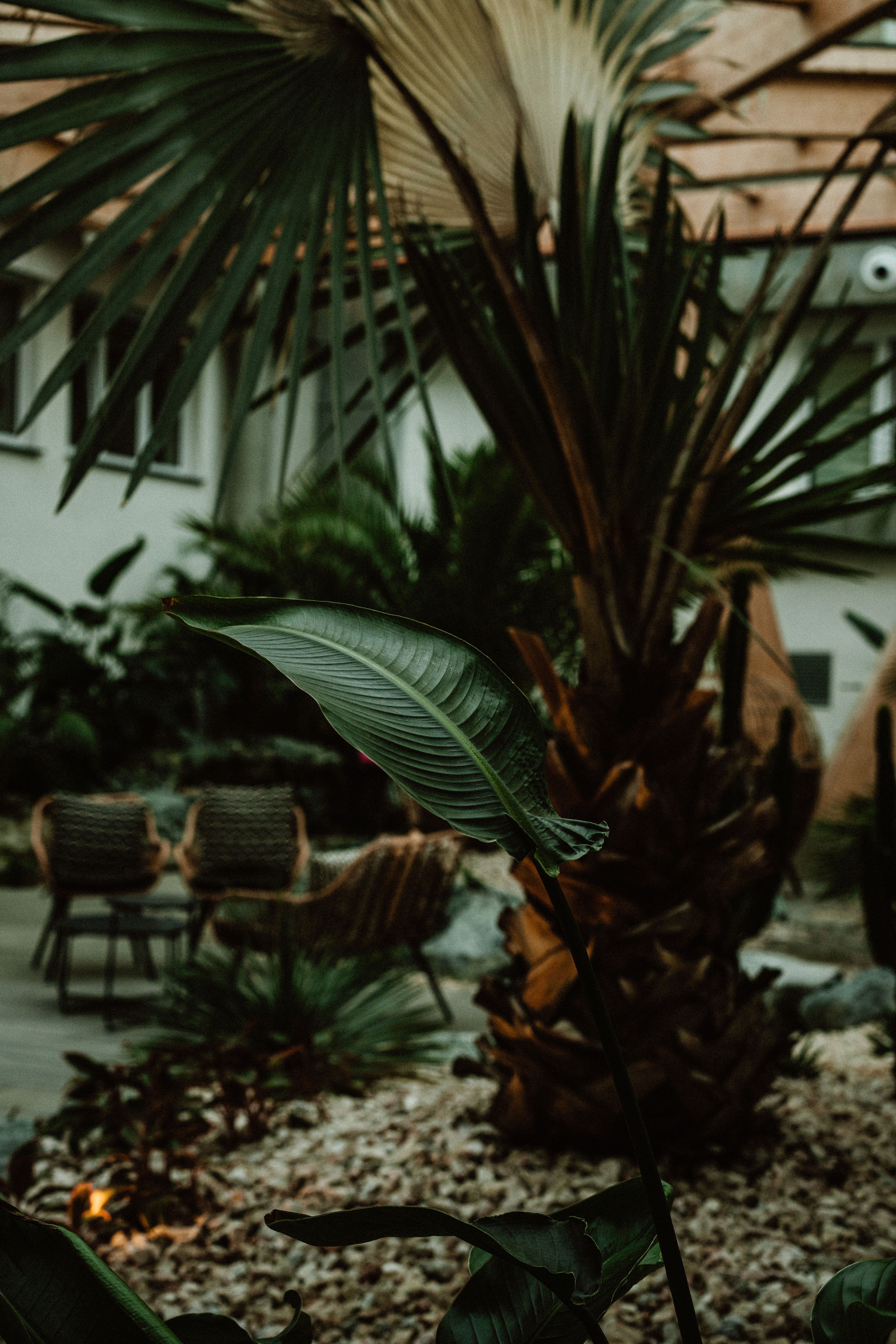 Tropical greenery in an indoor restaurant setting