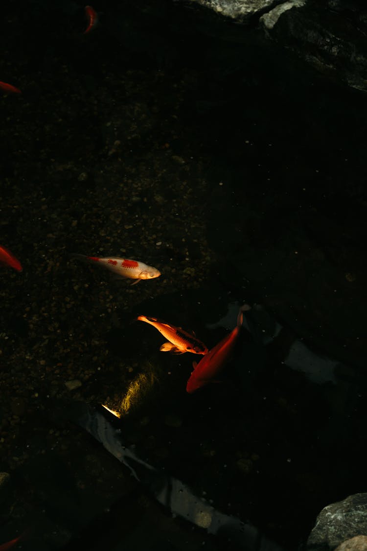 Koi Carps In Pond