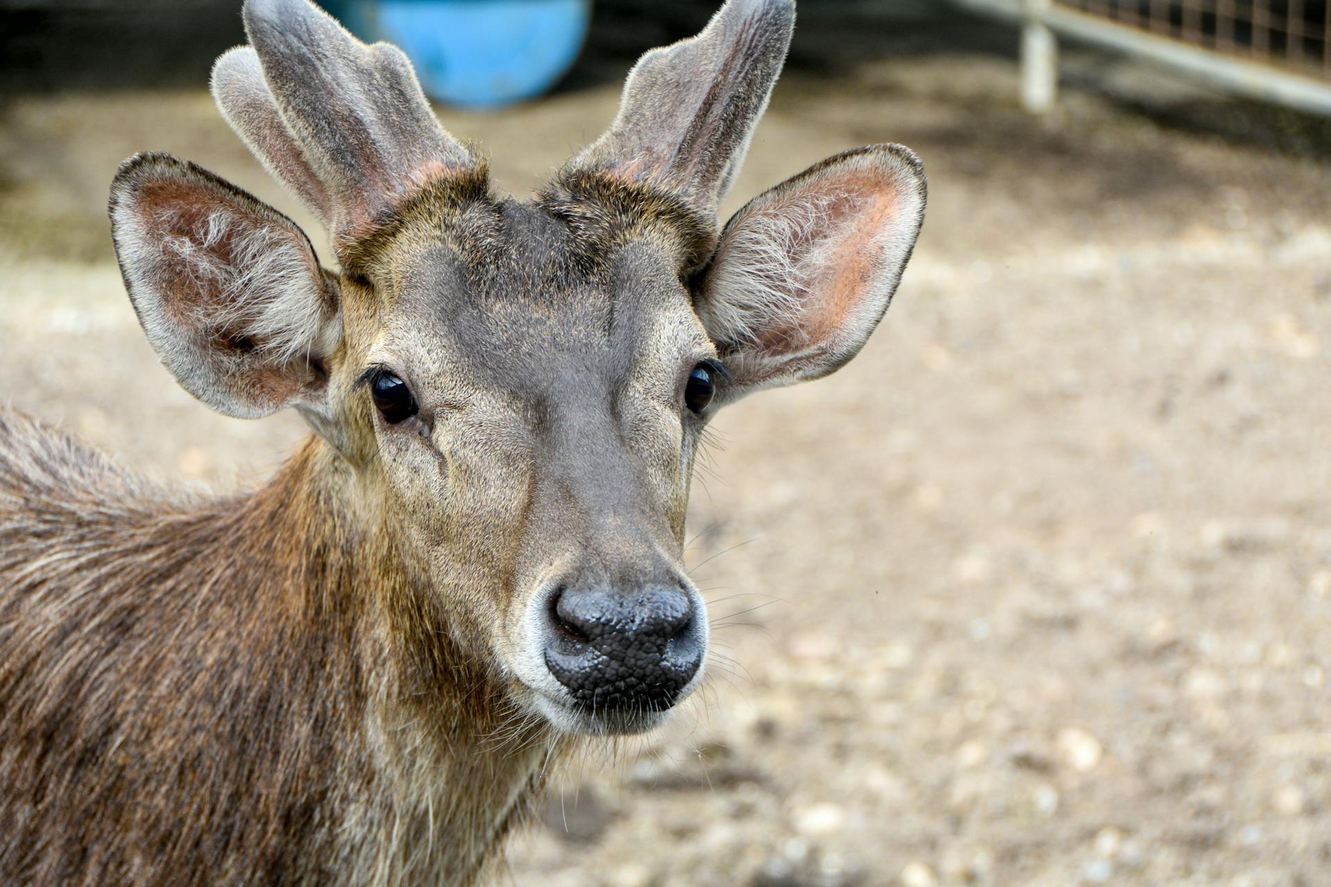 Tête de cerf de l'espèce Bawean