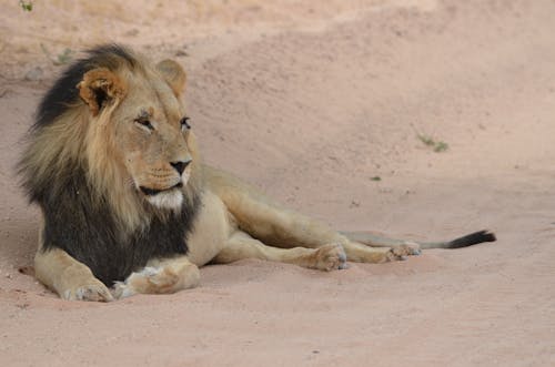うそ, ライオン, 動物の無料の写真素材