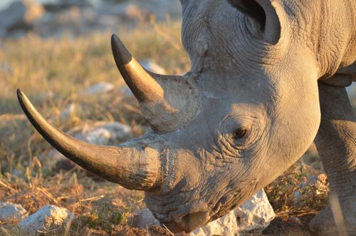 Free A close-up shot of a rhinoceros grazing in its natural grassland habitat at sunset. Stock Photo