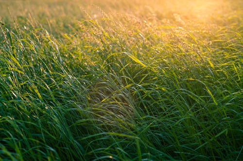 Kostnadsfri bild av fält, gräs, Land