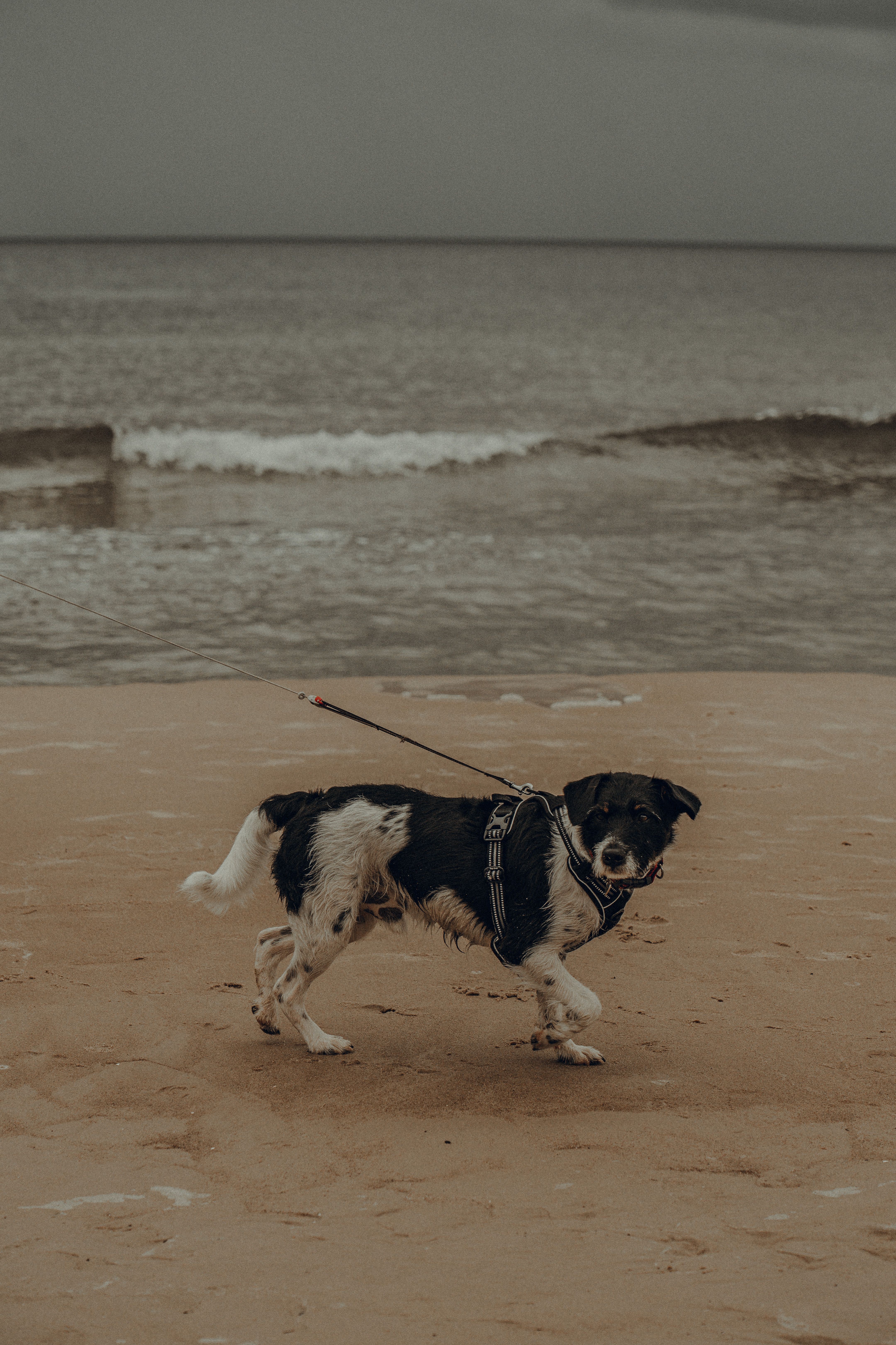 Dog-Friendly Beaches in PEI: Rules, Dates and Places to Walk