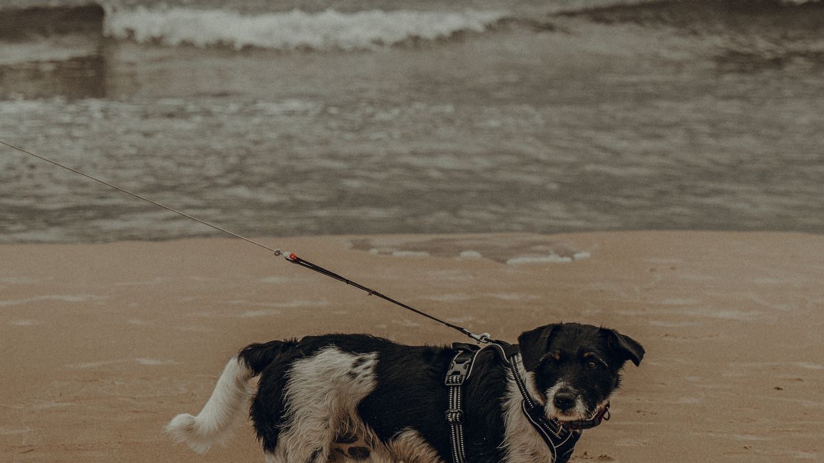 Leashed dog walking on sandy beach; illustrative stock photo, not a documented PEI beach