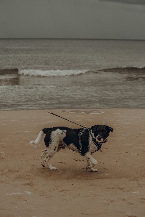 Free A happy dog on a leash enjoying a stroll on the sandy beach by the ocean. Stock Photo