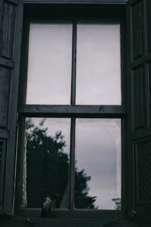 Black and White Picture of a Window with Wooden Frame and Shutters 