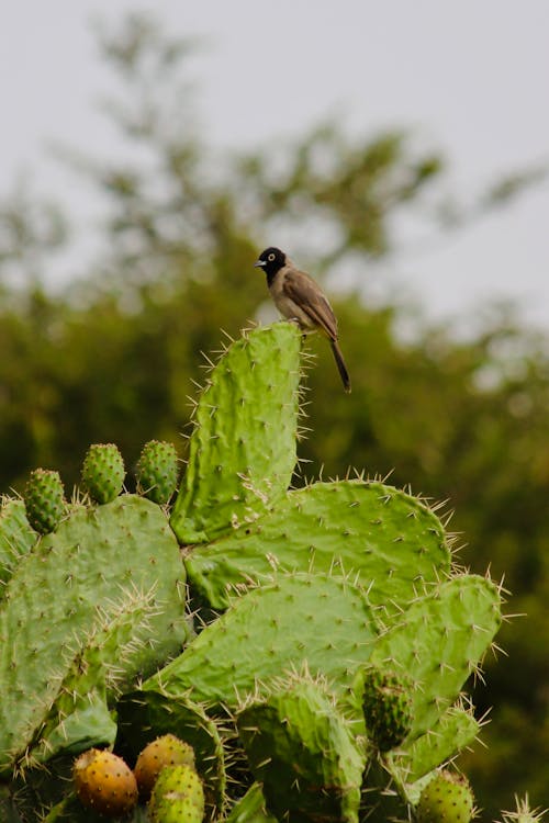 Close-up of a White-Spectacled Bulbul Sitting on a Cactus 
