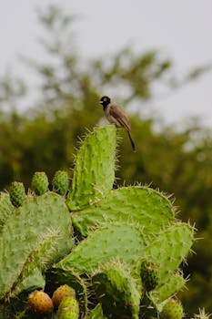 White-Spectacled Bulbul perched on a lush prickly pear cactus in natural habitat.