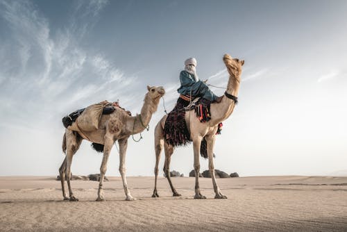 Základová fotografie zdarma na téma beduín, jízda, muž