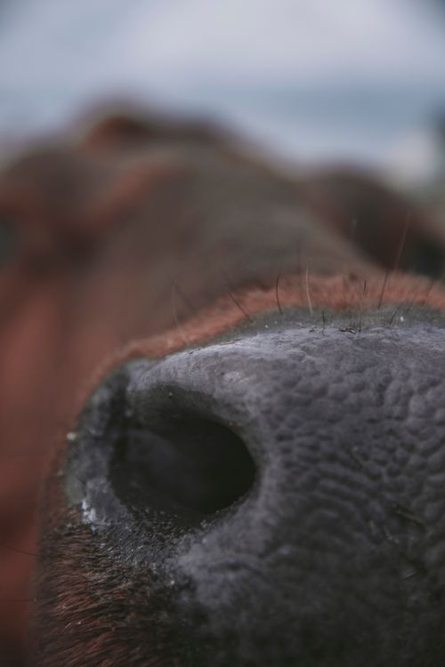 Free Detailed macro shot of a cow's nose capturing texture and detail with selective focus. Stock Photo