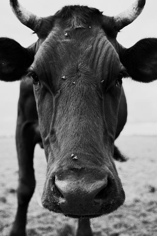 가축, 동물, 머리의 무료 스톡 사진