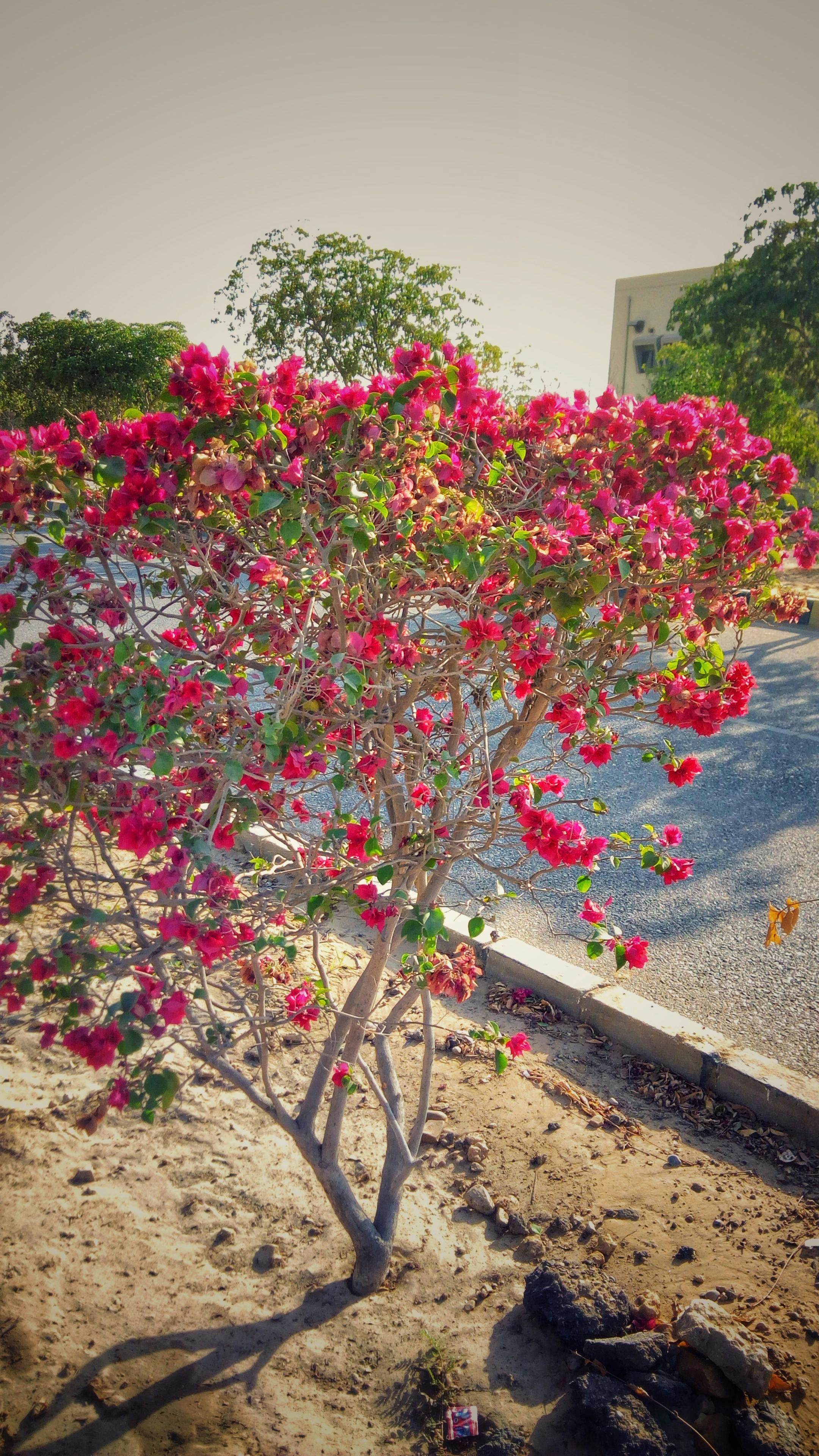 Free stock photo of rose tree