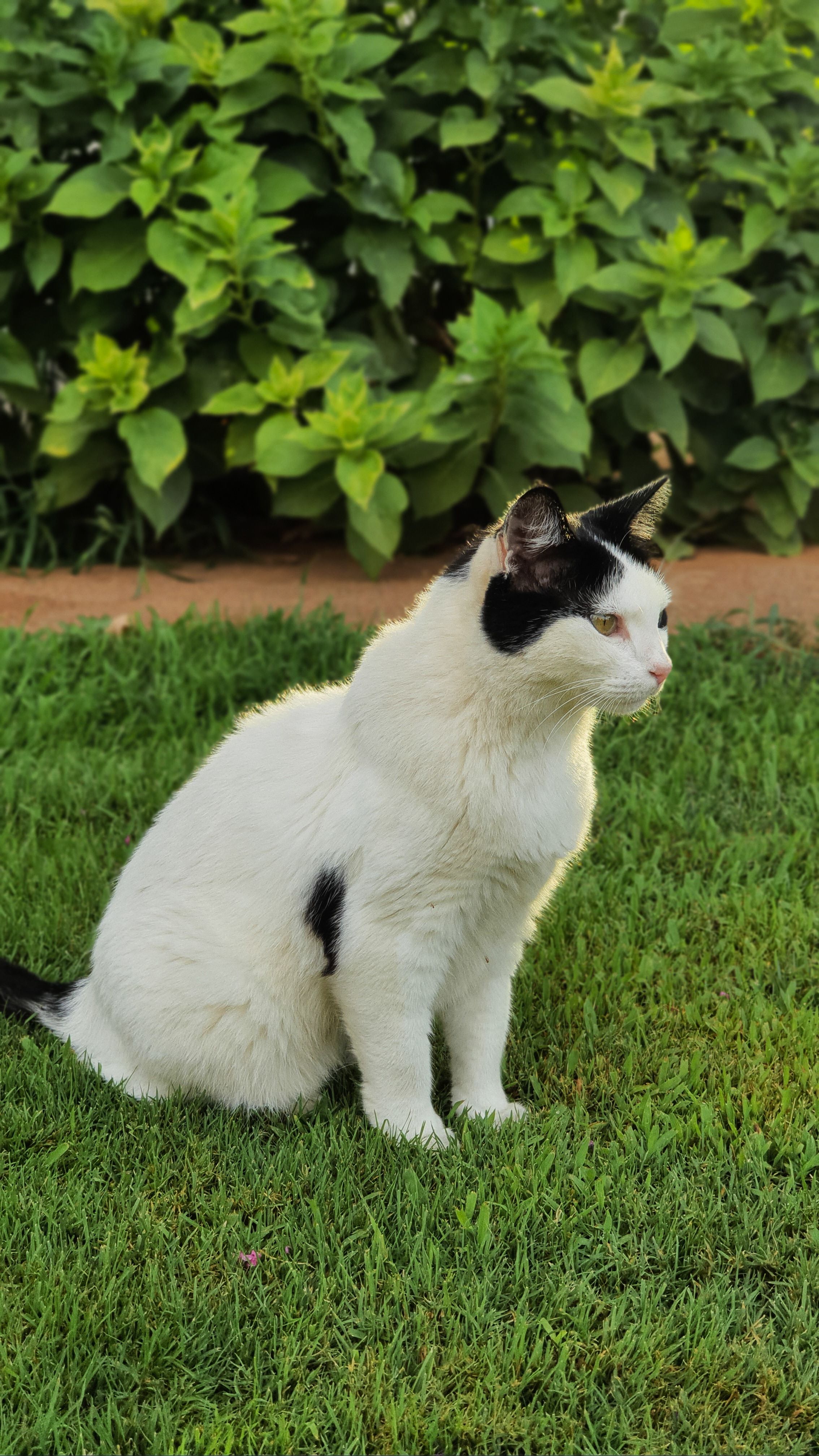 A Black and White Cat Sitting on the Grass · Free Stock Photo