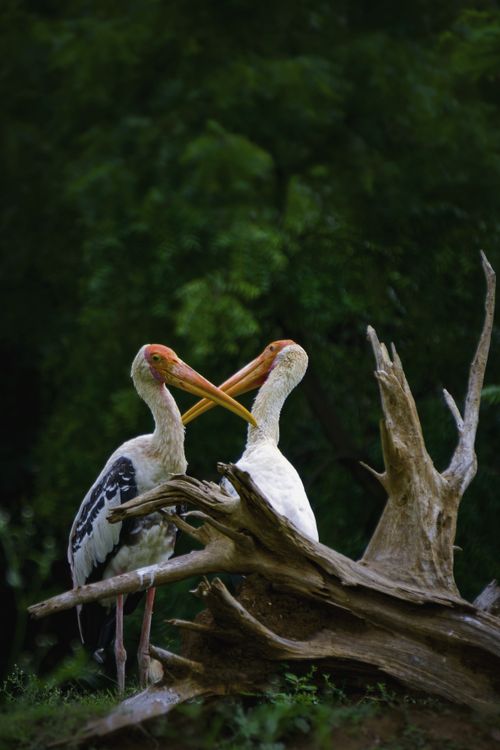 Free Two painted storks perched on a driftwood trunk in Visakhapatnam, India, showcasing wildlife beauty. Stock Photo