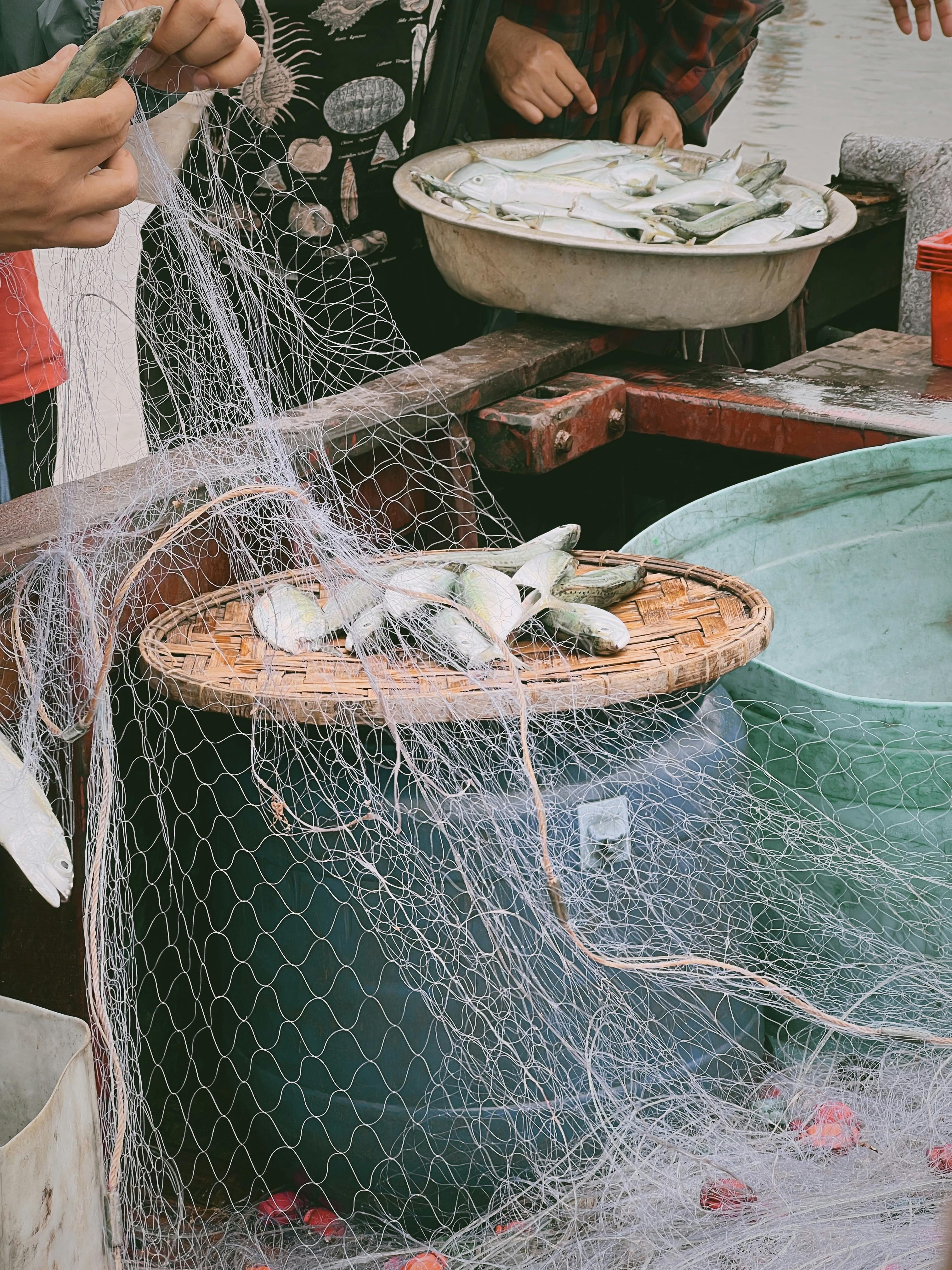 Hands of Fishermen Working with Nets and Fish · Free Stock Photo