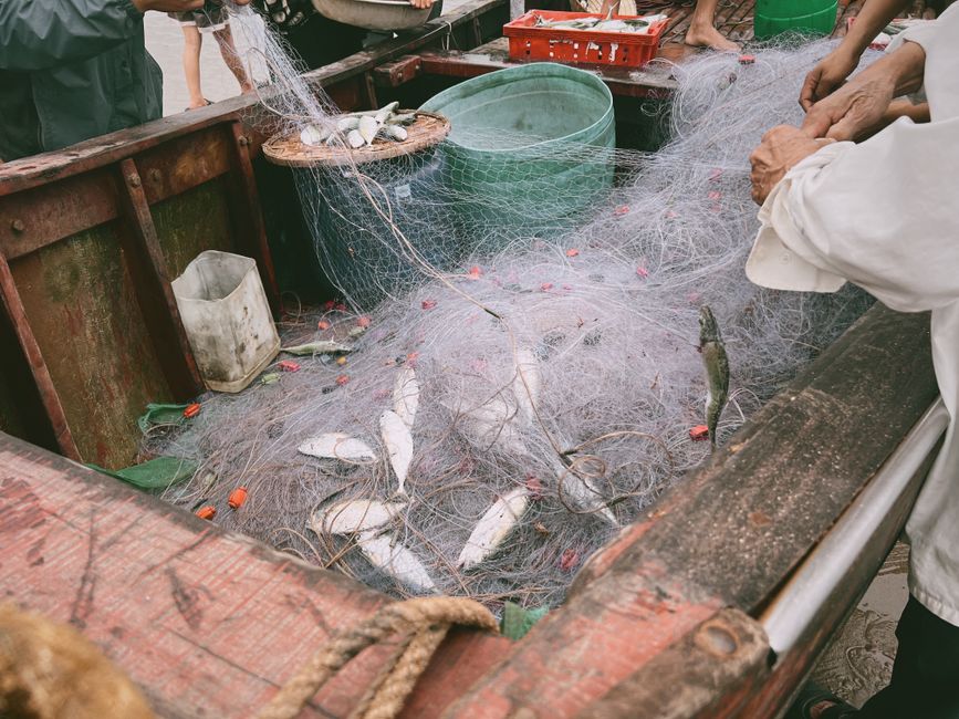 針のサイズを比較している釣り道具の写真