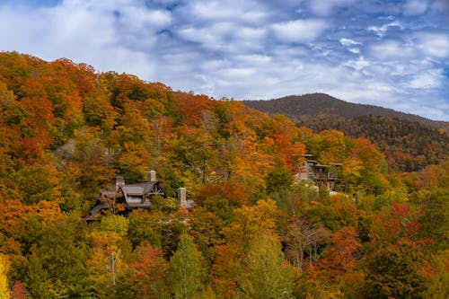 Aerial View of a Forest in Autumnal Colors in Mountains 