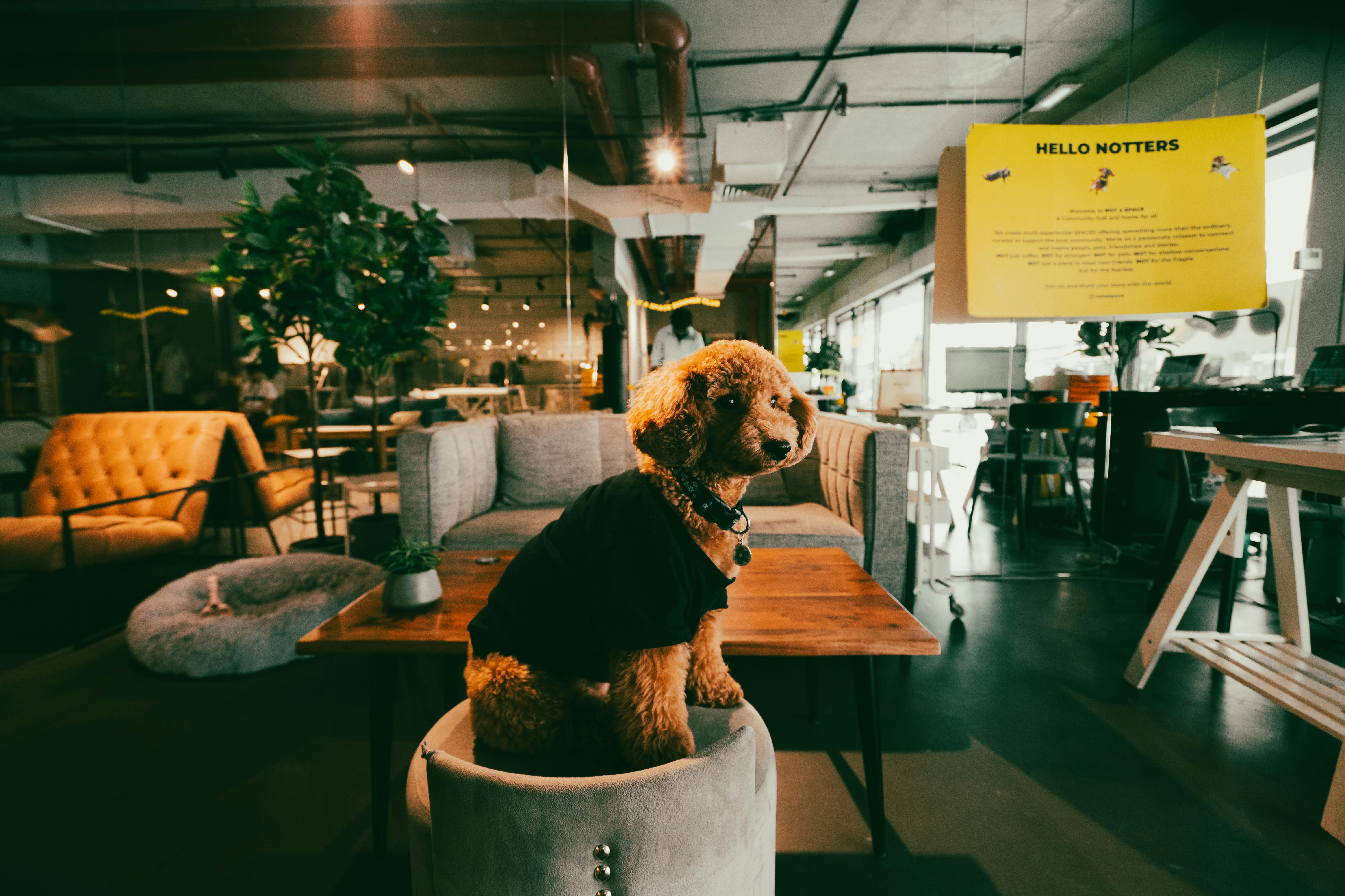 A Poodle Sitting on a Chair in an Office