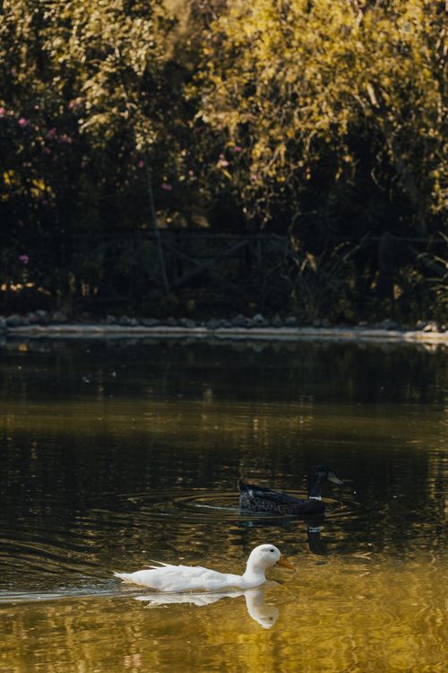 Free White and black ducks swimming peacefully on a calm lake surrounded by trees in Türkiye. Stock Photo