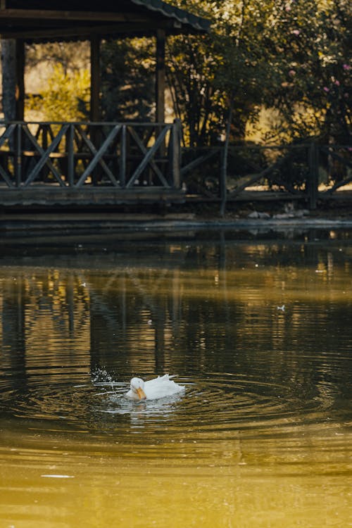 White Duck in Park