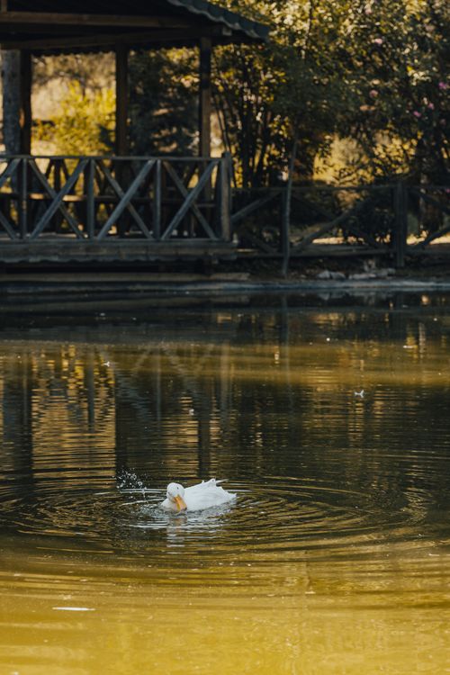 Free Serene scene of a duck swimming on a peaceful lake in Kapıçam Park, Kahramanmaraş, Türkiye. Stock Photo