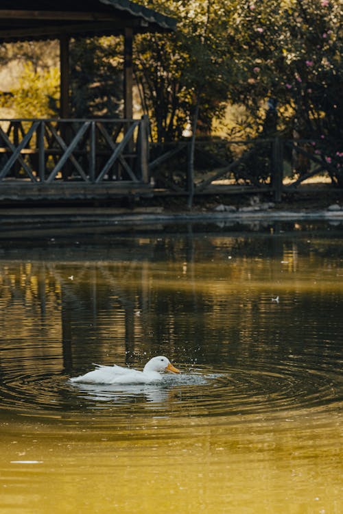 Základová fotografie zdarma na téma bílá kachna, čeření, divočina