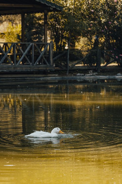 Free A serene white duck swims on the pond at Kapıçam Park, Türkiye, surrounded by lush greenery. Stock Photo