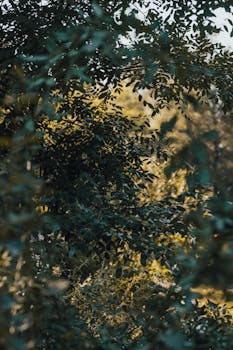 A serene view of vibrant green foliage in Kapıçam, Kahramanmaraş, Türkiye.