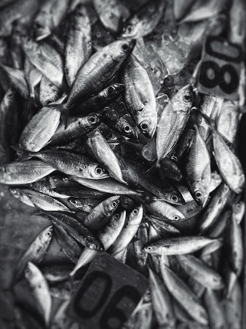 A Pile of Freshly Caught Fish 