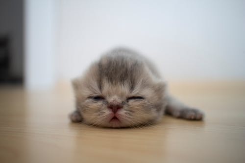 Kitten Lying Down on Floor