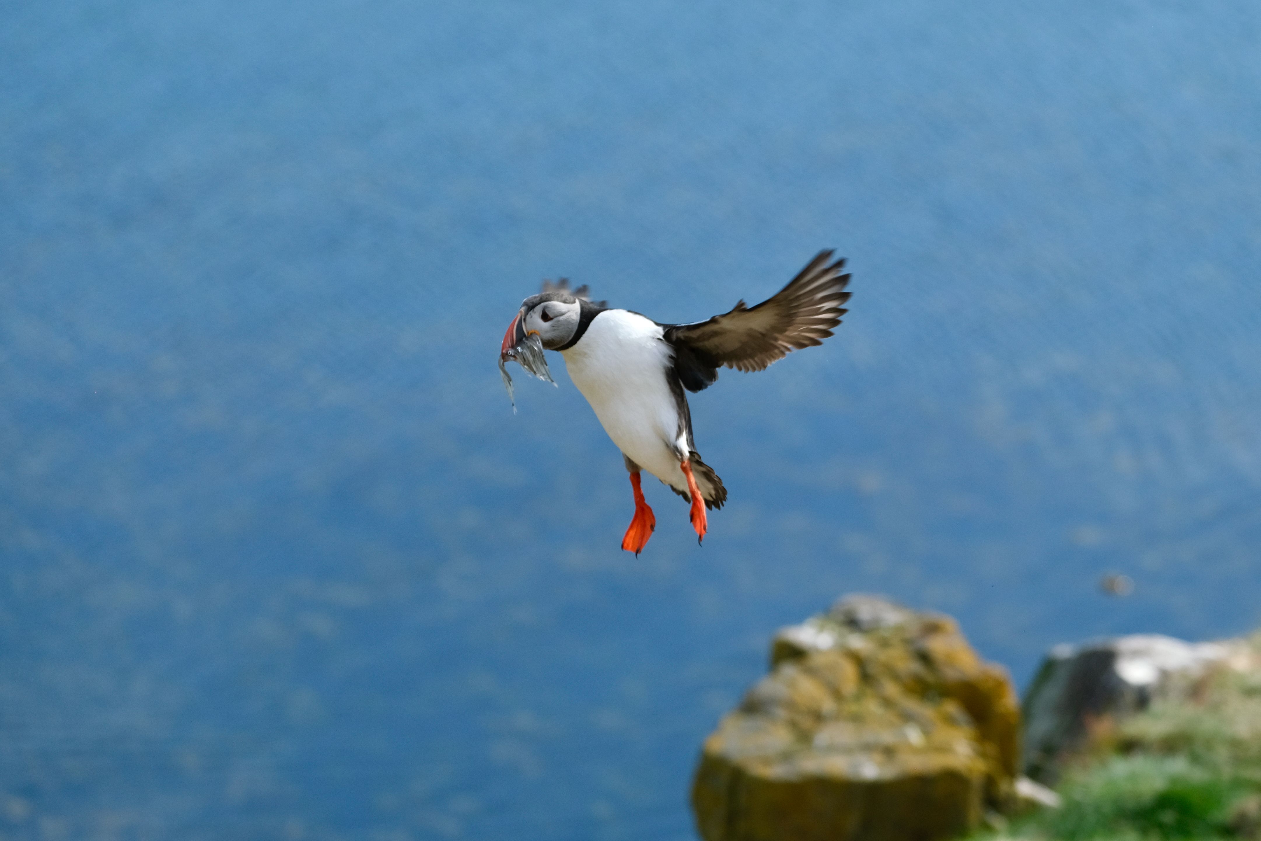 Gratis lagerfoto af atlantisk lundefugl, biologi, bytte Lagerfoto