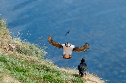 Puffin Birds in Nature
