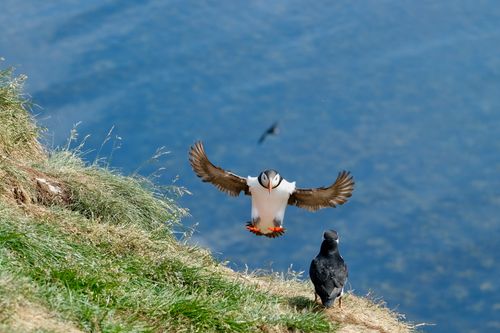 Free A puffin lands on grass-covered cliffs with another puffin in view, showcasing Icelandic wildlife. Stock Photo