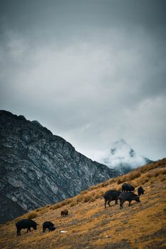A herd of wild boars grazing on a misty mountain hillside with dramatic clouds.