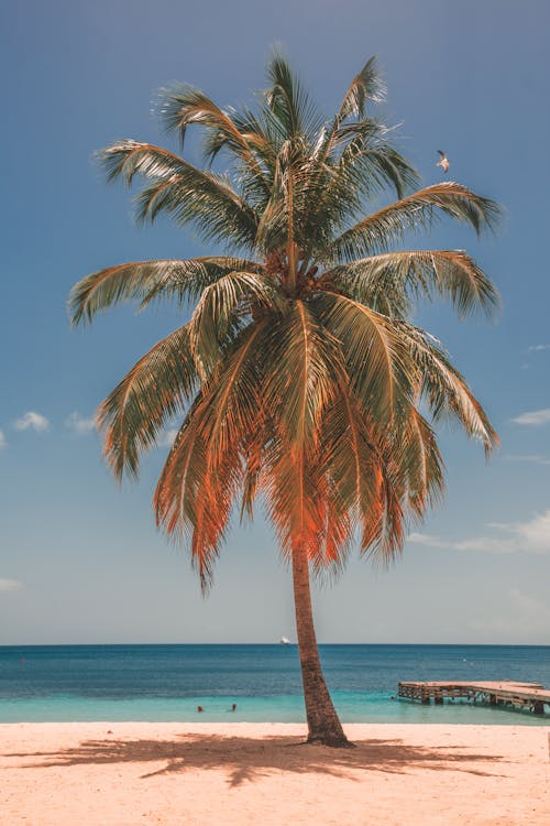 Kostnadsfri bild av hav, palmträd, sand