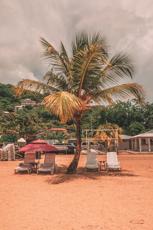 Palm Tree on Beach