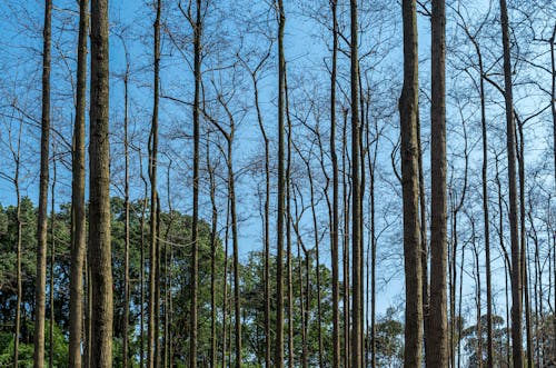 ağaç gövdeleri, ağaçlar, kırsal içeren Ücretsiz stok fotoğraf