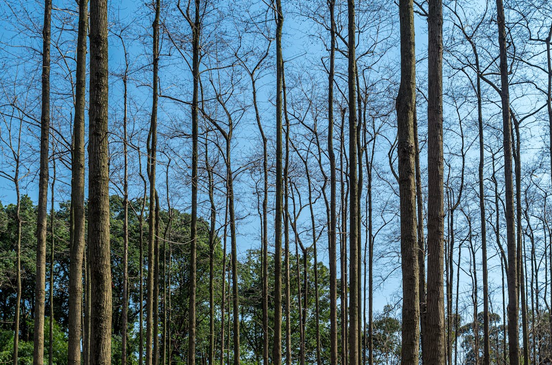 Photos gratuites de arbres, forêt, paysage