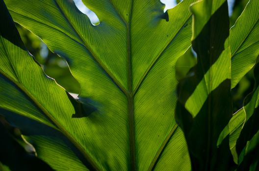 Philodendron Leaf Against the Light
