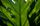 green leaf