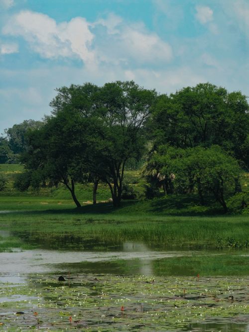 Free Serene rural scene featuring lush trees by a calm river under a blue sky. Stock Photo
