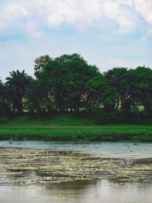 Free Tranquil river scene surrounded by lush trees and rural greenery under blue skies. Stock Photo