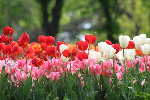 Colorful Tulips in the Park 