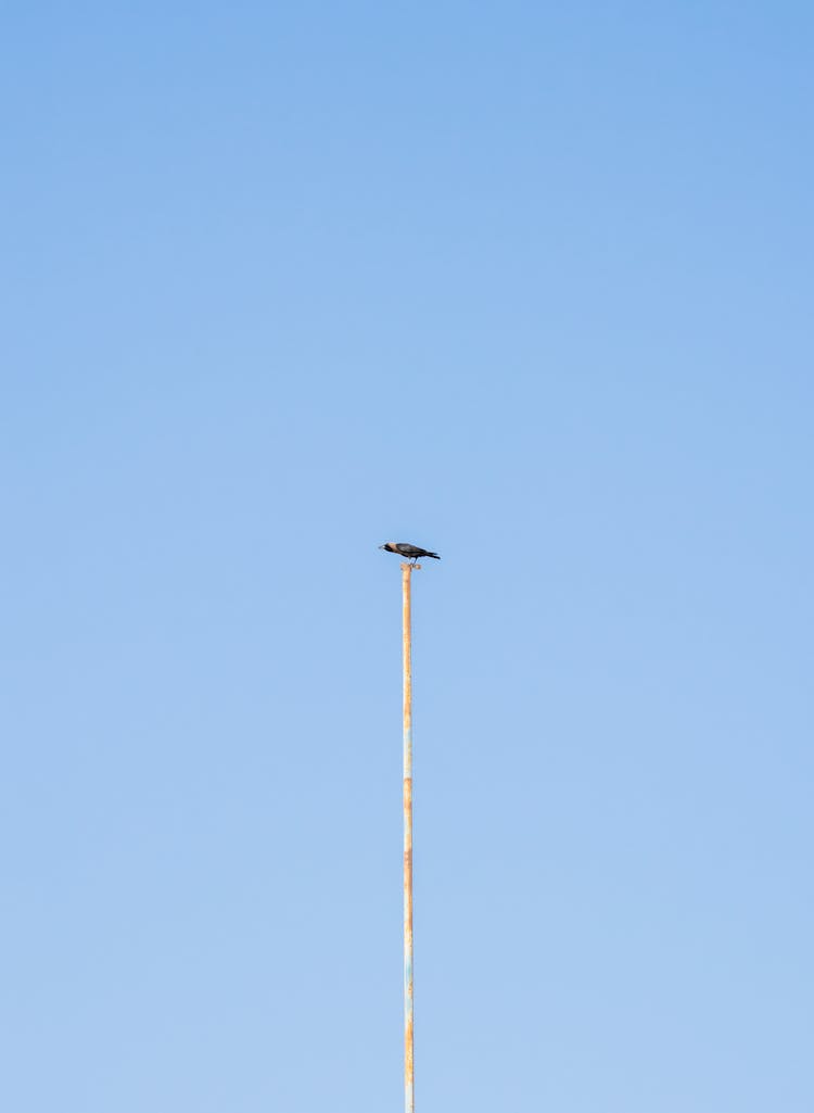 Bird Perching On Post