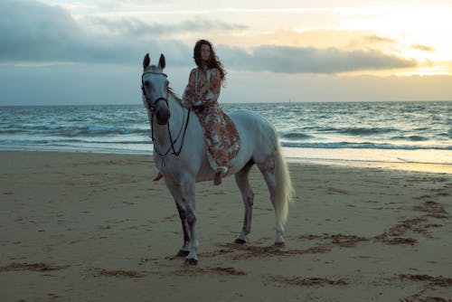 Immagine gratuita di animale, bagnasciuga, cavallo